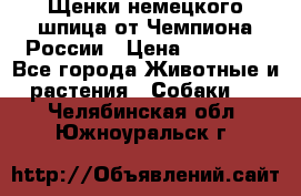 Щенки немецкого шпица от Чемпиона России › Цена ­ 50 000 - Все города Животные и растения » Собаки   . Челябинская обл.,Южноуральск г.